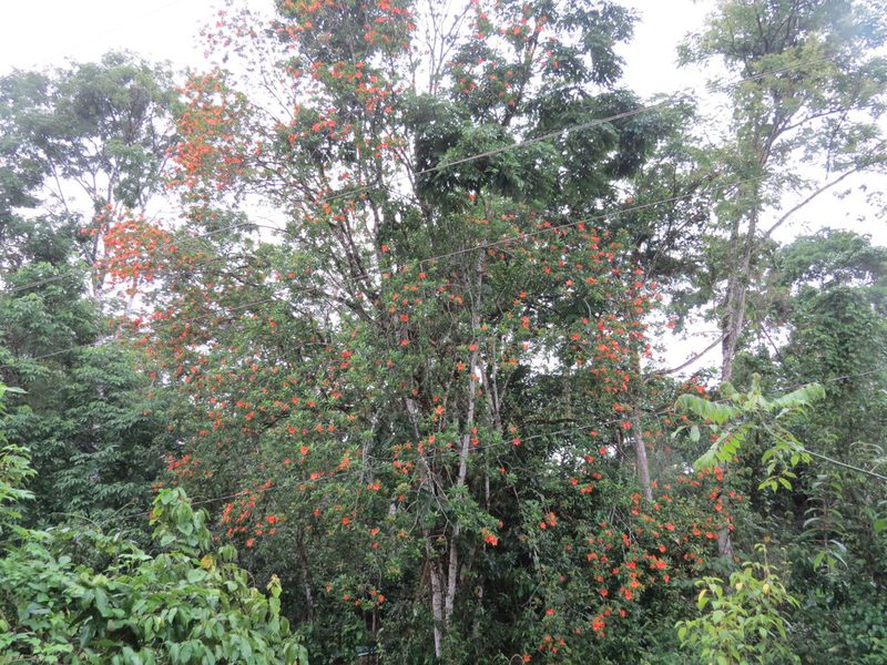 Erblichia odorata, photographed by Francisco Emilio Roldán Velasco