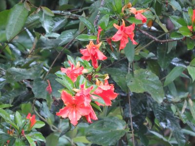 Erblichia odorata, photographed by Francisco Emilio Roldán Velasco