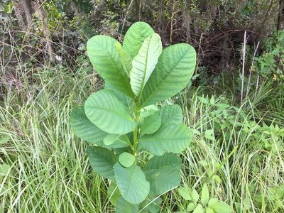 Crotalaria spectabilis, photographed by Darren Oh