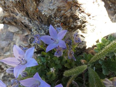 Campanula piperi, photographed by Mara Christensen