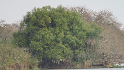 Nectandra angustifolia, photographed by demianlescano