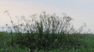 Cyperus giganteus, photographed by demianlescano