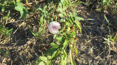 Mimosa tweedieana, photographed by demianlescano