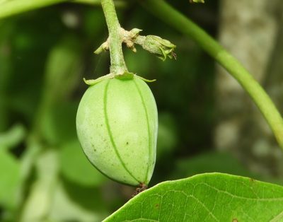 Jatropha curcas, photographed by Francisco Farriols Sarabia