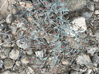 Euphorbia chaetocalyx, photographed by CK2AZ