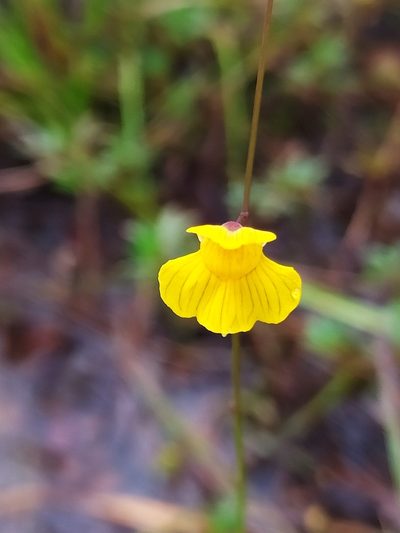 Utricularia hispida, photographed by Guillaume Delaitre