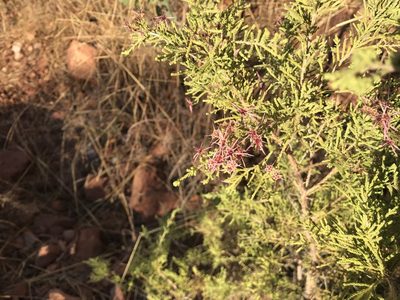 Calytrix exstipulata, photographed by Miguel de Salas
