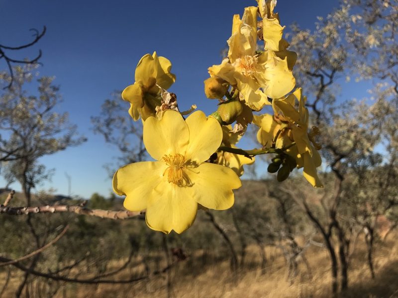 Cochlospermum fraseri, photographed by Miguel de Salas