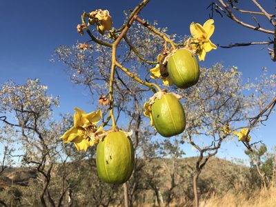Cochlospermum fraseri, photographed by Miguel de Salas