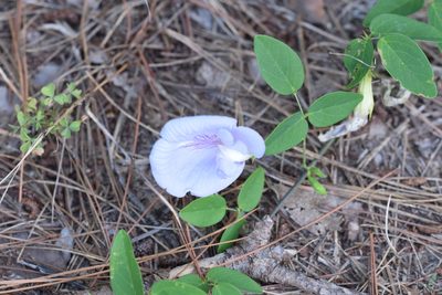 Clitoria mariana, photographed by Blake Bringhurst