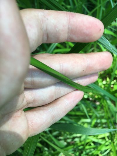 Carex conjuncta, photographed by Rose Zappa