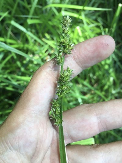 Carex conjuncta, photographed by Rose Zappa