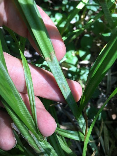 Carex conjuncta, photographed by Rose Zappa