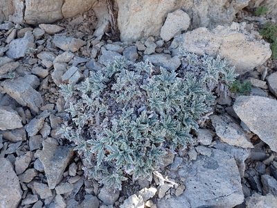 Phacelia sericea, photographed by John Brew