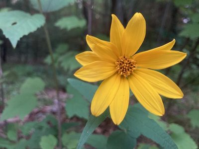 Helianthus divaricatus, photographed by Derek