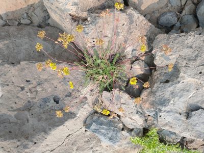 Potentilla gordonii, photographed by Drew Meyer