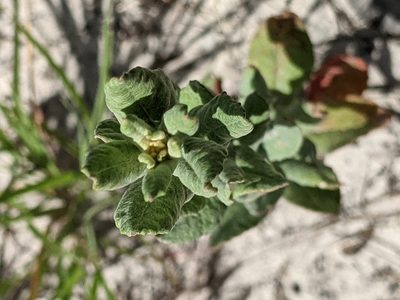 Eriogonum multiflorum, photographed by Alison Northup