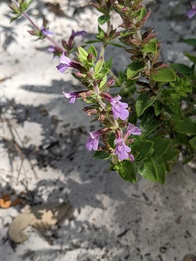 Rhododon ciliatus, photographed by Alison Northup