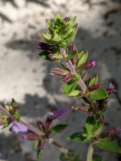 Rhododon ciliatus, photographed by Alison Northup