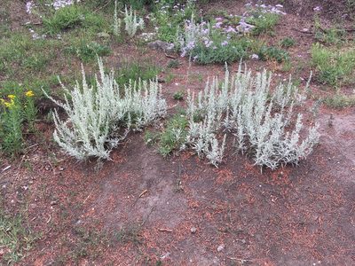 Artemisia cana, photographed by Daniel Atha