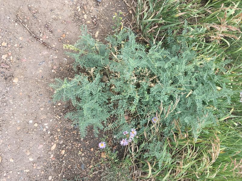 Astragalus drummondii, photographed by Daniel Atha