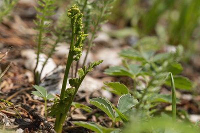 Botrychium pinnatum, photographed by Cecelia Alexander