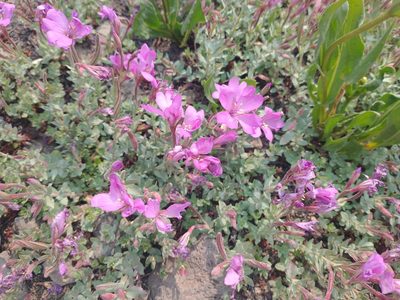 Epilobium obcordatum, photographed by Drew Meyer