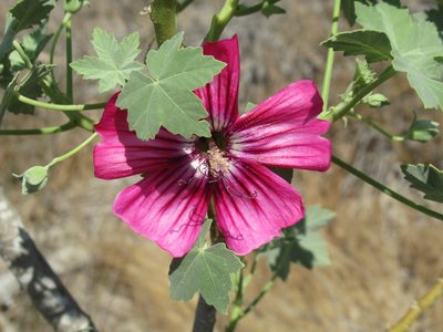 Malva assurgentiflora, photographed by Dorothy Johnson