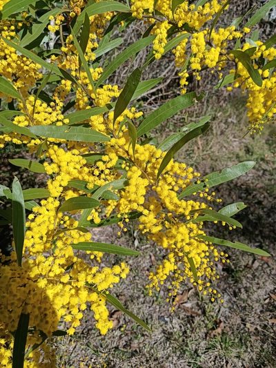 Acacia macradenia, photographed by ainsley_isme