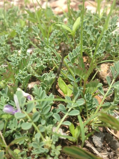 Astragalus pringlei, photographed by Oscar C. González Martínez