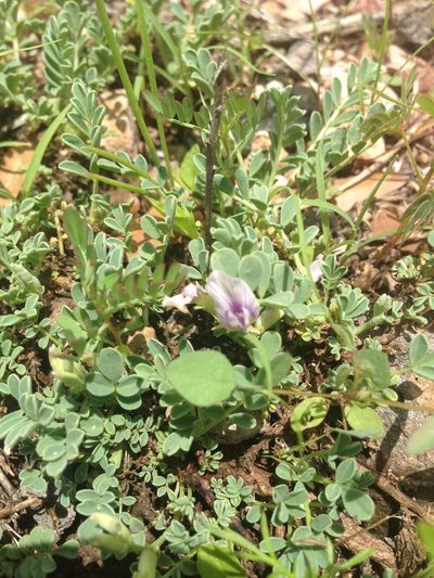 Astragalus pringlei, photographed by Oscar C. González Martínez