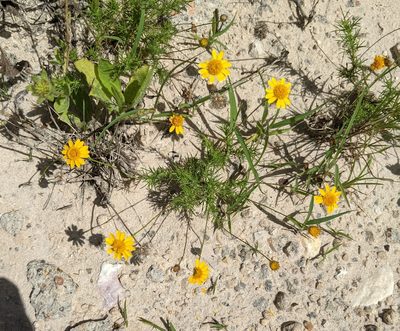 Thymophylla tenuiloba, photographed by Alison Northup