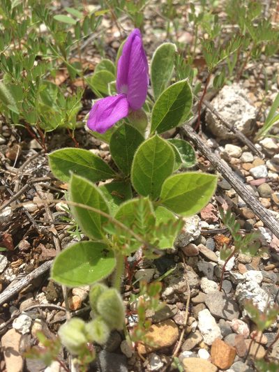 Cologania obovata, photographed by Oscar C. González Martínez