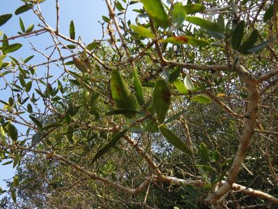 Myrcianthes cisplatensis, photographed by Ezequiel Vera