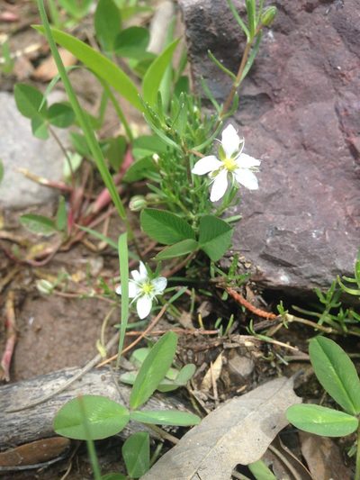 Arenaria bourgaei, photographed by Oscar C. González Martínez