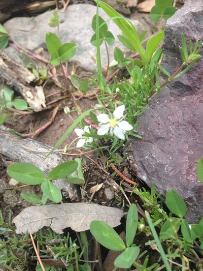 Arenaria bourgaei, photographed by Oscar C. González Martínez