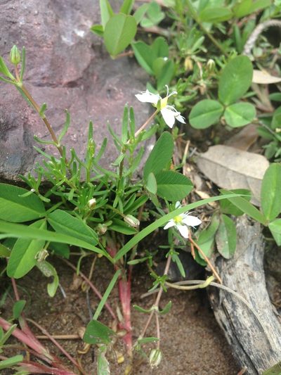 Arenaria bourgaei, photographed by Oscar C. González Martínez