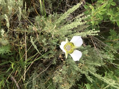 Calochortus gunnisonii, photographed by Daniel Atha