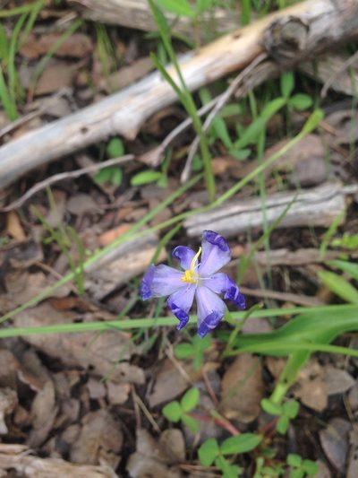 Nemastylis tenuis, photographed by Oscar C. González Martínez