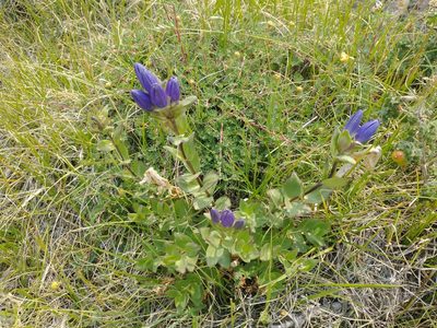 Gentiana affinis, photographed by Drew Meyer