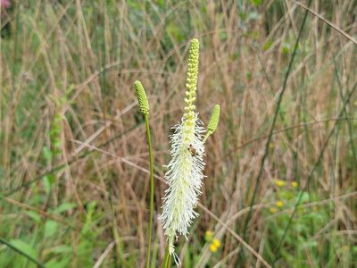 Sanguisorba canadensis, photographed by Elias