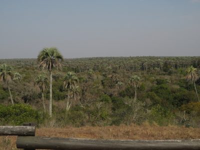 Butia yatay, photographed by Ezequiel Vera