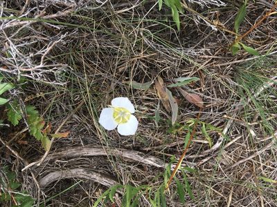 Calochortus gunnisonii, photographed by Daniel Atha