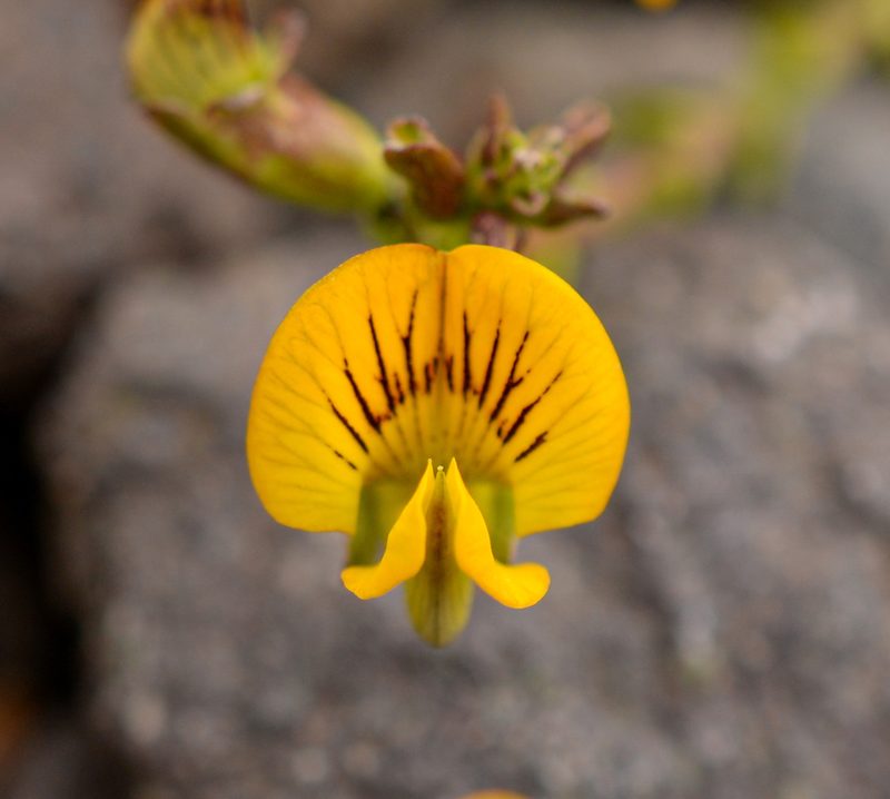 Adesmia coronilloides, photographed by Nicolás Villaseca Merino