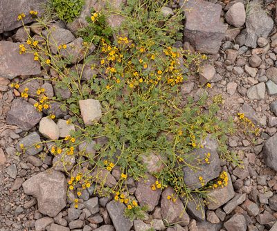 Adesmia coronilloides, photographed by Nicolás Villaseca Merino