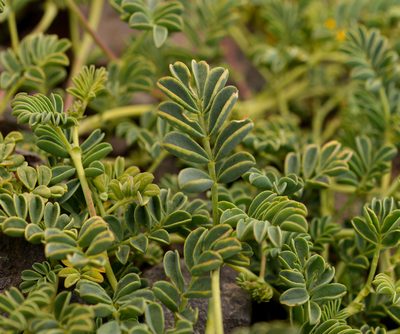 Adesmia coronilloides, photographed by Nicolás Villaseca Merino