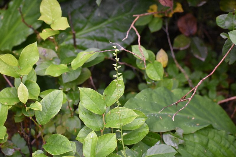 Platanthera stricta, photographed by Thompson Hyggen