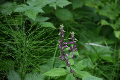Stachys chamissonis, photographed by Thompson Hyggen
