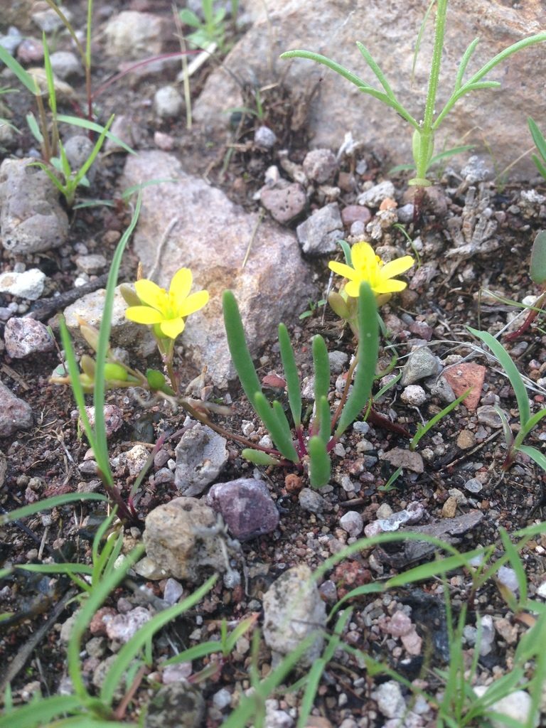 Phemeranthus parvulus, photographed by Oscar C. González Martínez