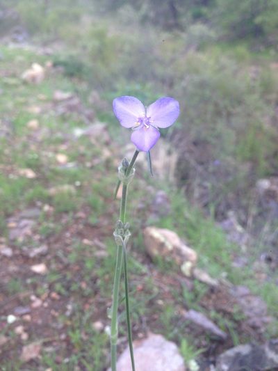 Tradescantia pinetorum, photographed by Oscar C. González Martínez
